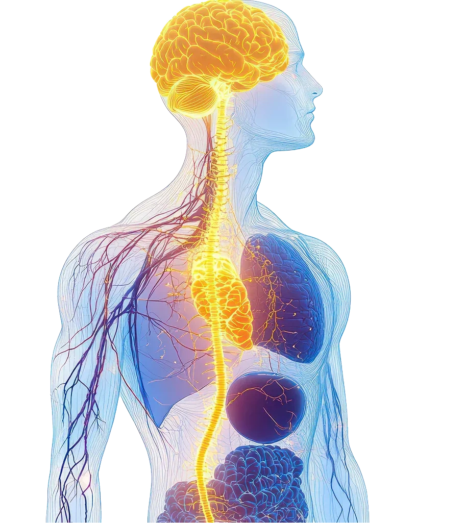 Vagus nerve anatomy diagram showing stimulation pathway